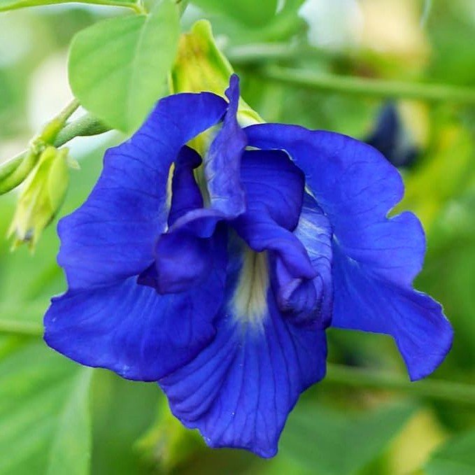 Aparajita Clitoria Ternatea Butterfly Pea Blue Color Double Petal Flower Seeds