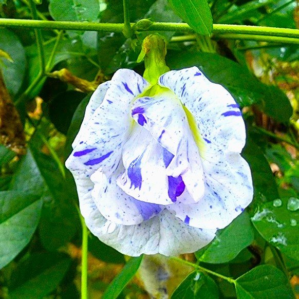 Aparajita Clitoria Ternatea Butterfly Pea Dotted Night Sky Double Petal Flower Seeds