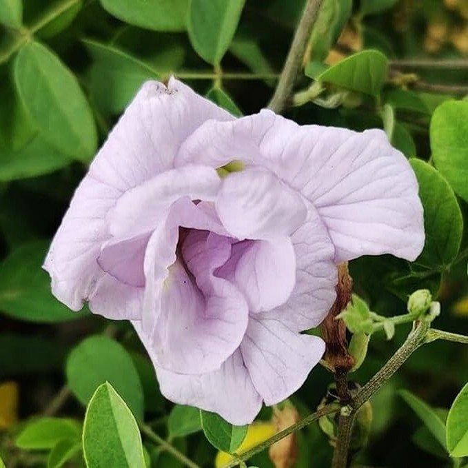 Aparajita Clitoria Ternatea Butterfly Pea Lavender Color Double Petal Flower Seeds