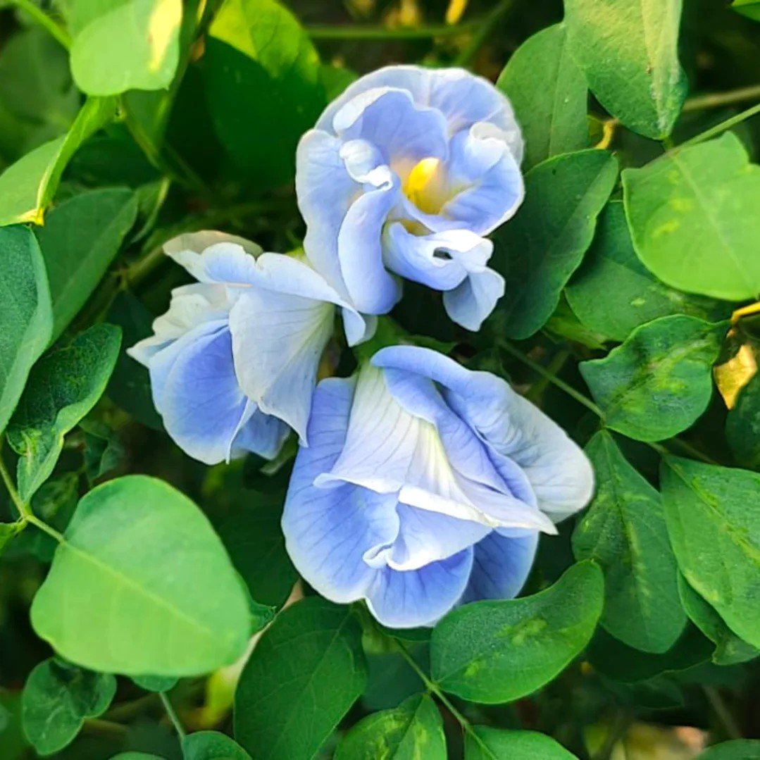 Aparajita Clitoria Ternatea Butterfly Pea Sky Blue Color Double Petal Flower Seeds