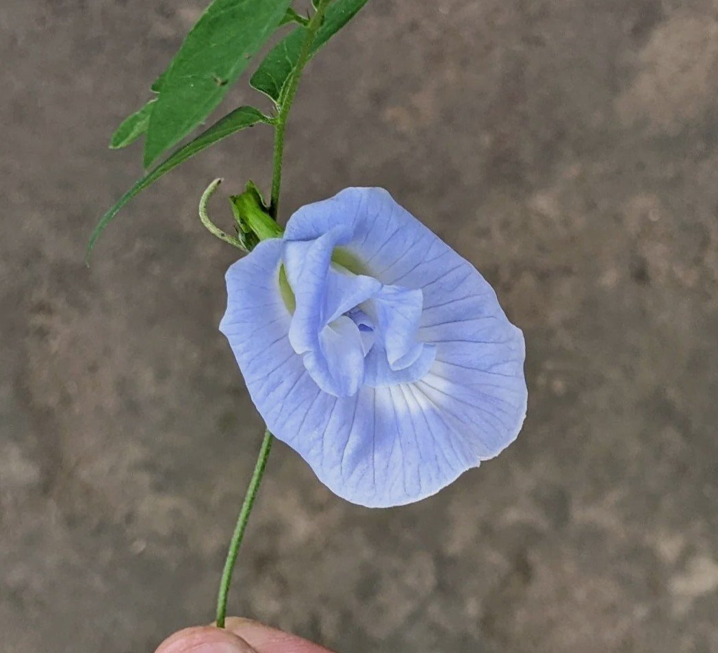 Aparajita Clitoria Ternatea Butterfly Pea Sky Blue Color Single Petal Flower Seeds
