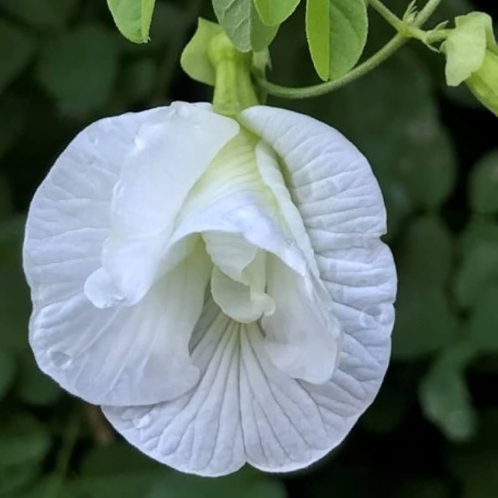 Aparajita Clitoria Ternatea Butterfly Pea White Color Double Petal Flower Seeds