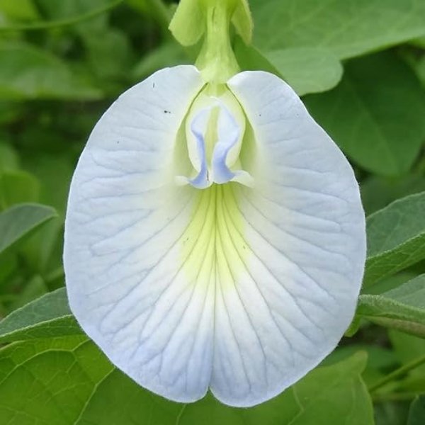 Aparajita Clitoria Ternatea Butterfly Pea White Color Single Petal Flower Seeds