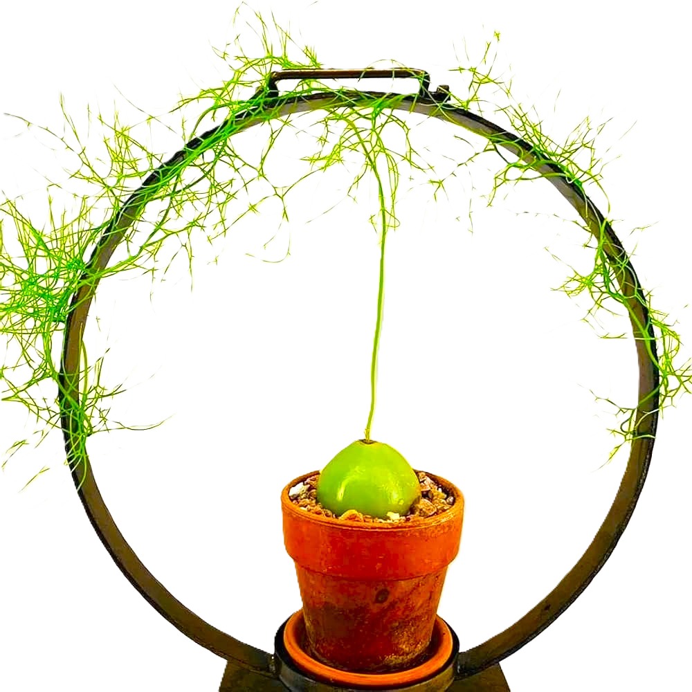 Bowiea Volubilis Climbing Onion Caudex Plant Bulb