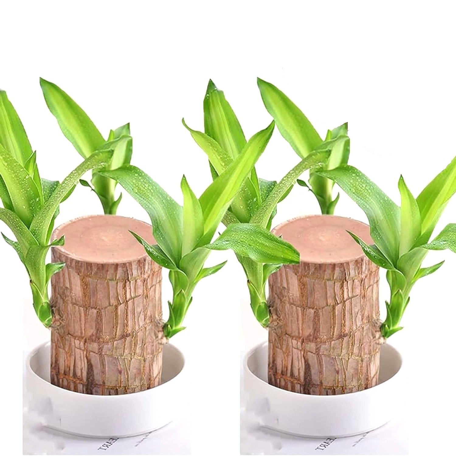 Brazilian Lucky Wood Premium Plant