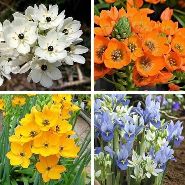 Chincherinchee Ornithogalum Assorted Color Flower Bulb