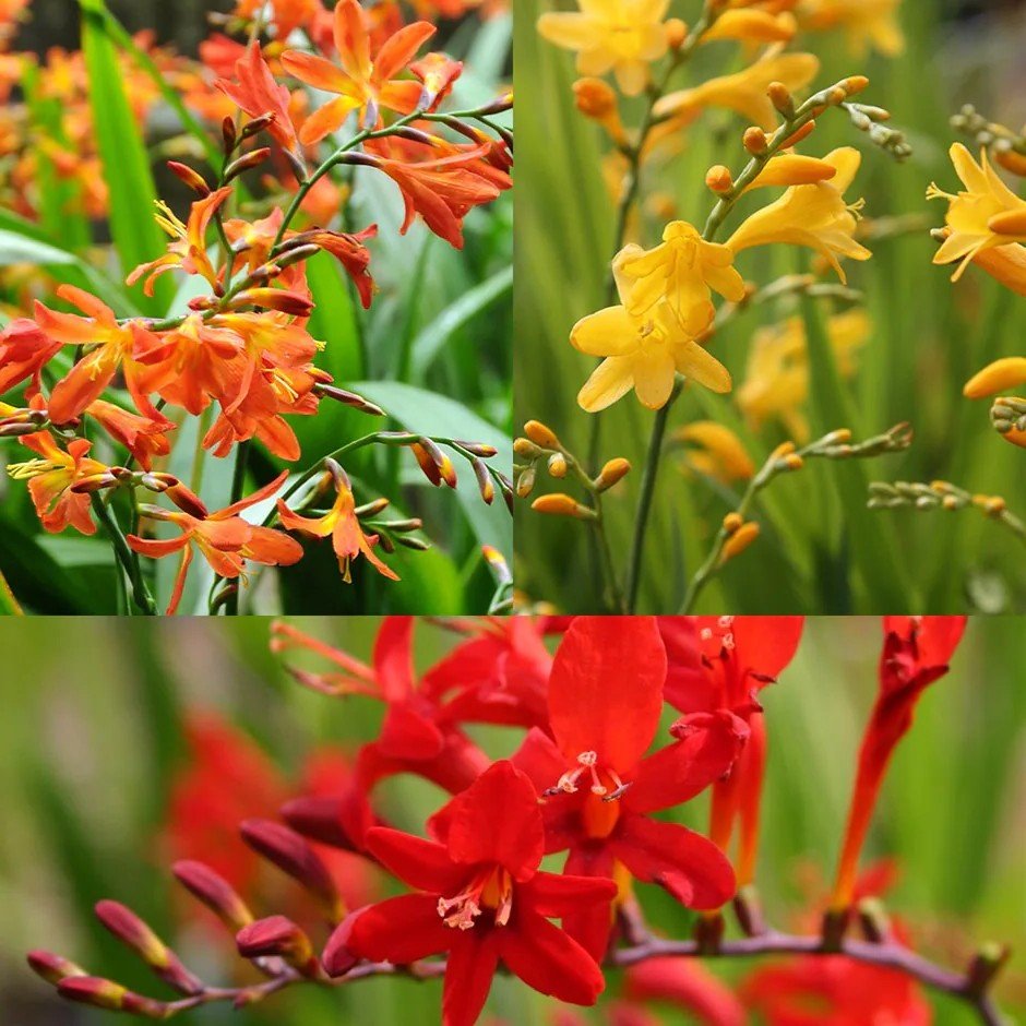 Crocosmia Assorted Color Flower Bulb