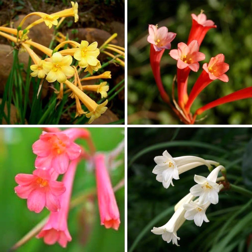 Ifafa Lily Assorted Color Flower Bulb
