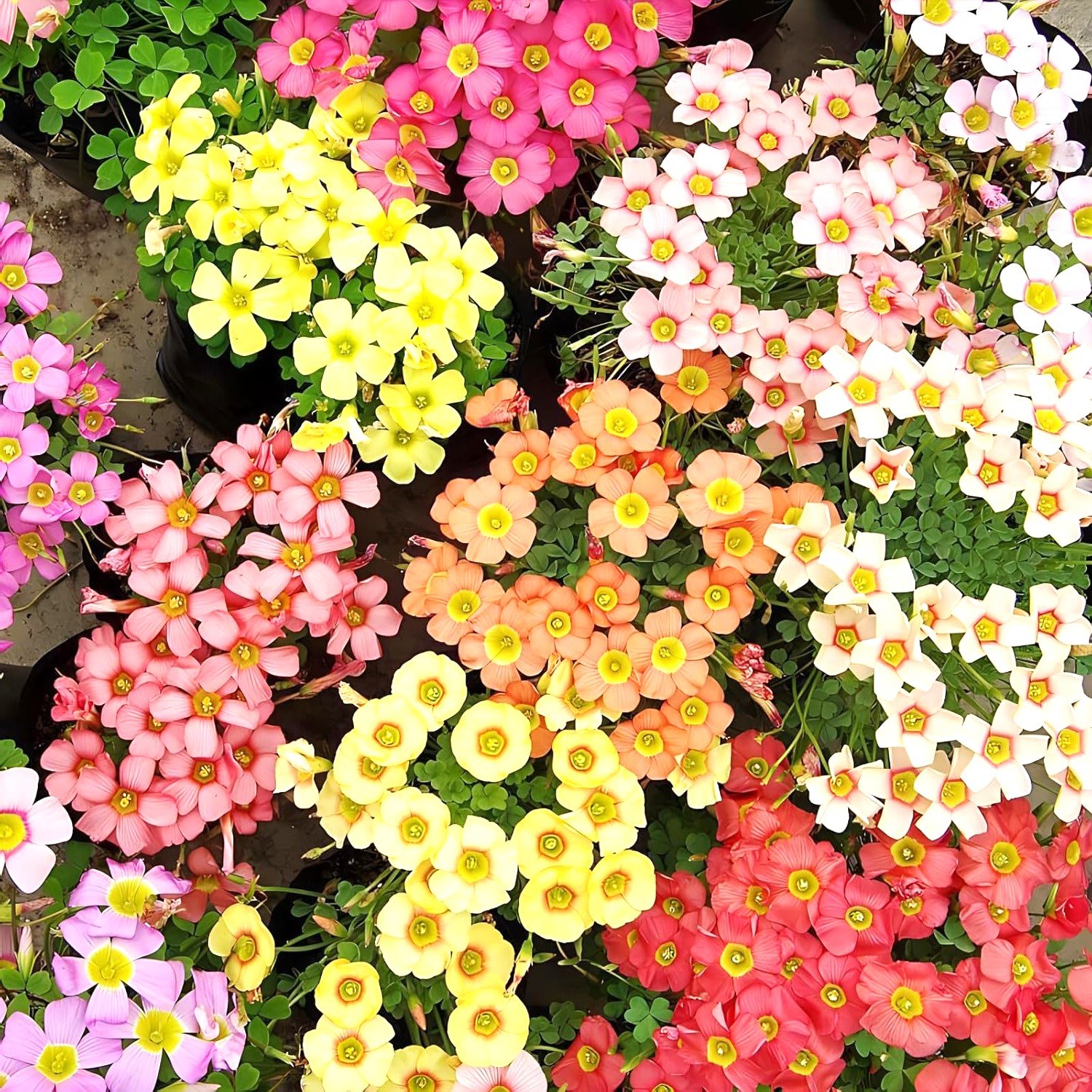 Oxalis Assorted Color Flower Bulb