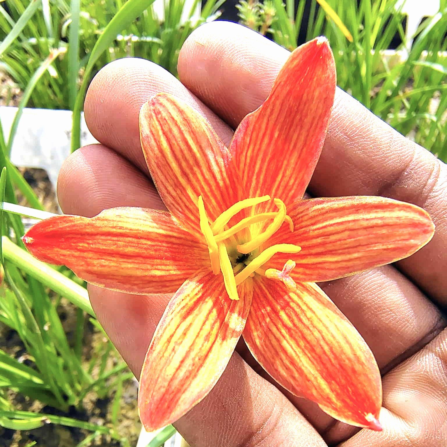 Lavlon Orange Hybrid Rain Lily Flower Bulb