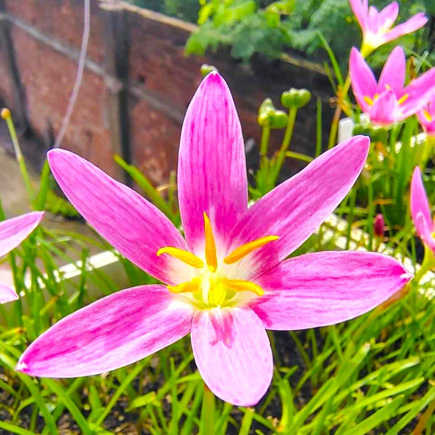 Pink Hybrid Rain Lily Flower Bulb