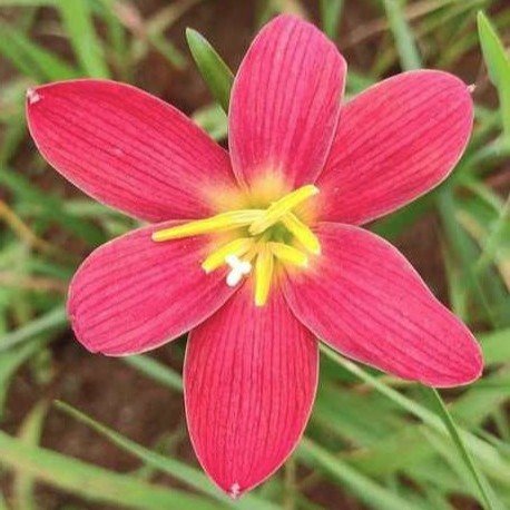 Red Lamduan Hybrid Rain Lily Flower Bulb