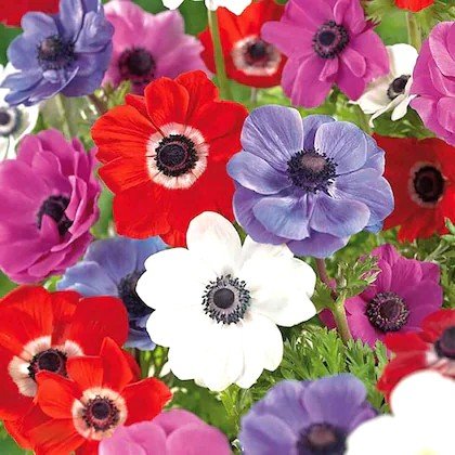 Anemone Assorted Color Flower Bulb