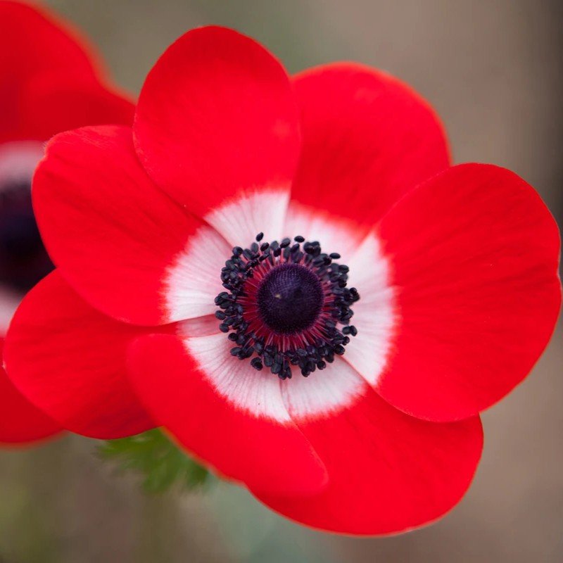 Anemone Red Color Flower Bulb