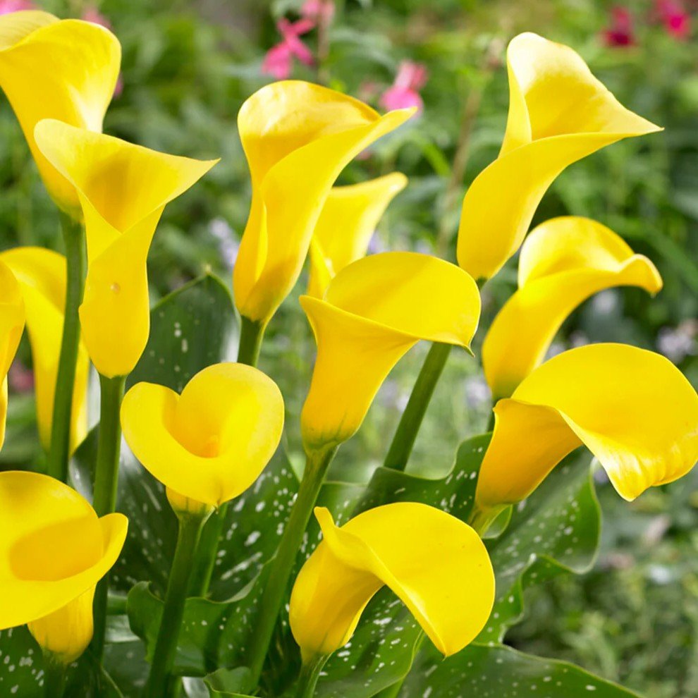 Calla Lily Yellow Color Flower Bulb
