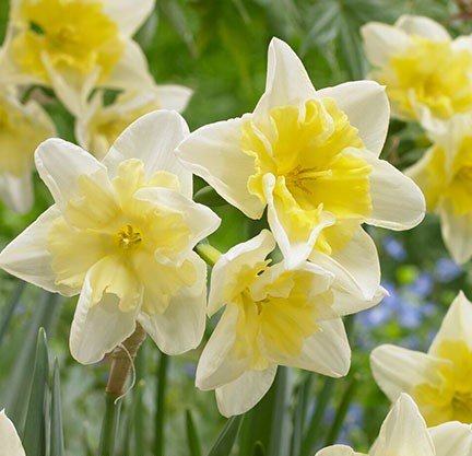 Daffodil Prom Dance Flower Bulb