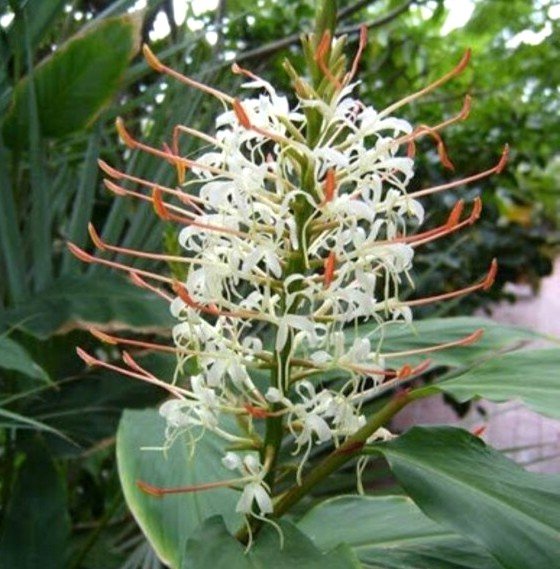 Hedychium Ginger Lily White Color Flower Bulb