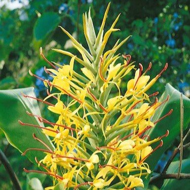 Hedychium Ginger Lily Yellow Color Flower Bulb