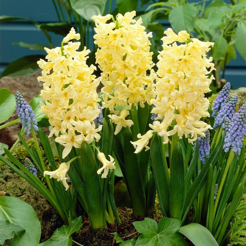 Hyacinth Yellow Color Flower Bulb