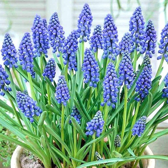 Muscari Blue Color Flower Bulb