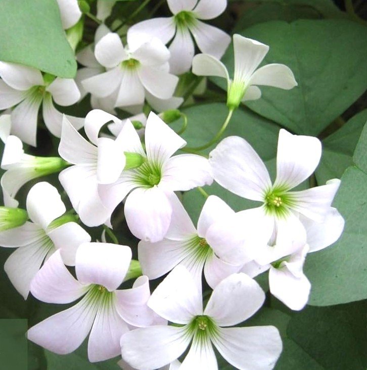 Oxalis White Color Flower Bulb