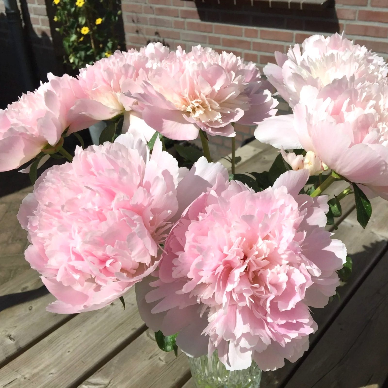 Peony Alertie Flower Roots Bulbs