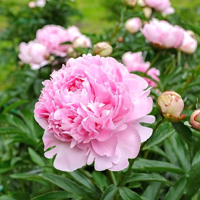 Peony Bernhardt Flower Roots Bulbs
