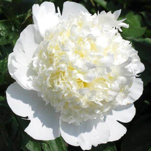 Peony Bridal Grace Flower Roots Bulbs