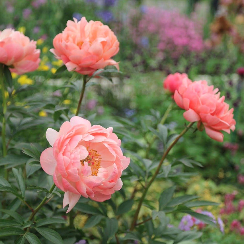 Peony Coral Charm Flower Roots Bulbs