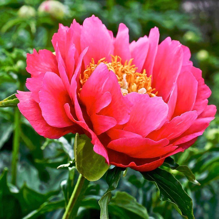 Peony Coral Magic Flower Roots Bulbs
