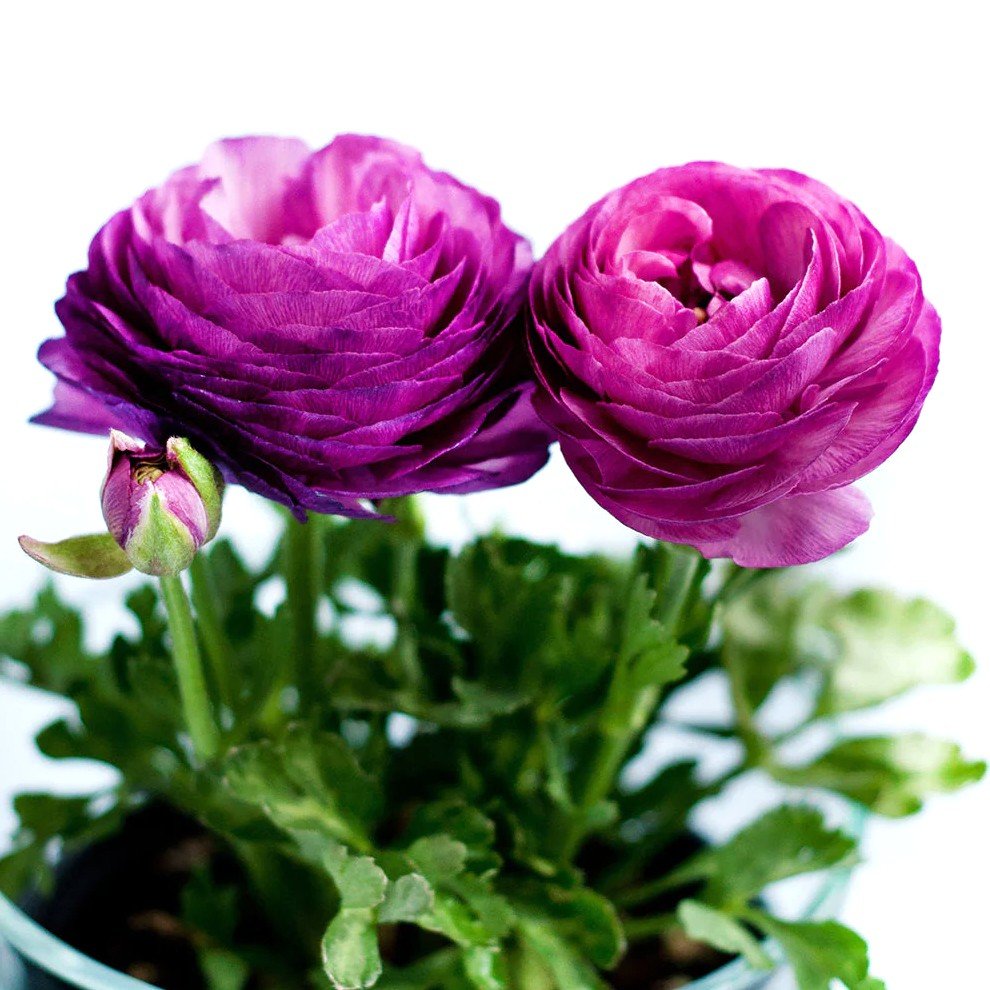Ranunculus Purple Color Flower Bulb