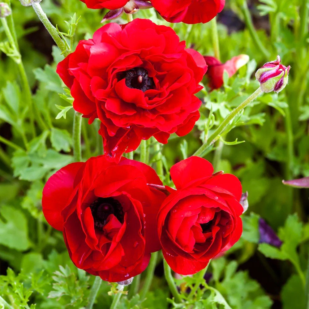 Ranunculus Red Color Flower Bulb