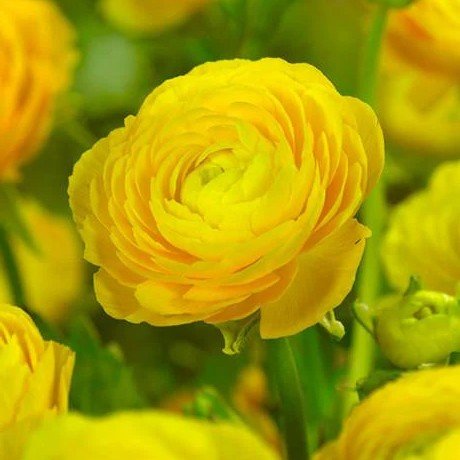Ranunculus Yellow Color Flower Bulb