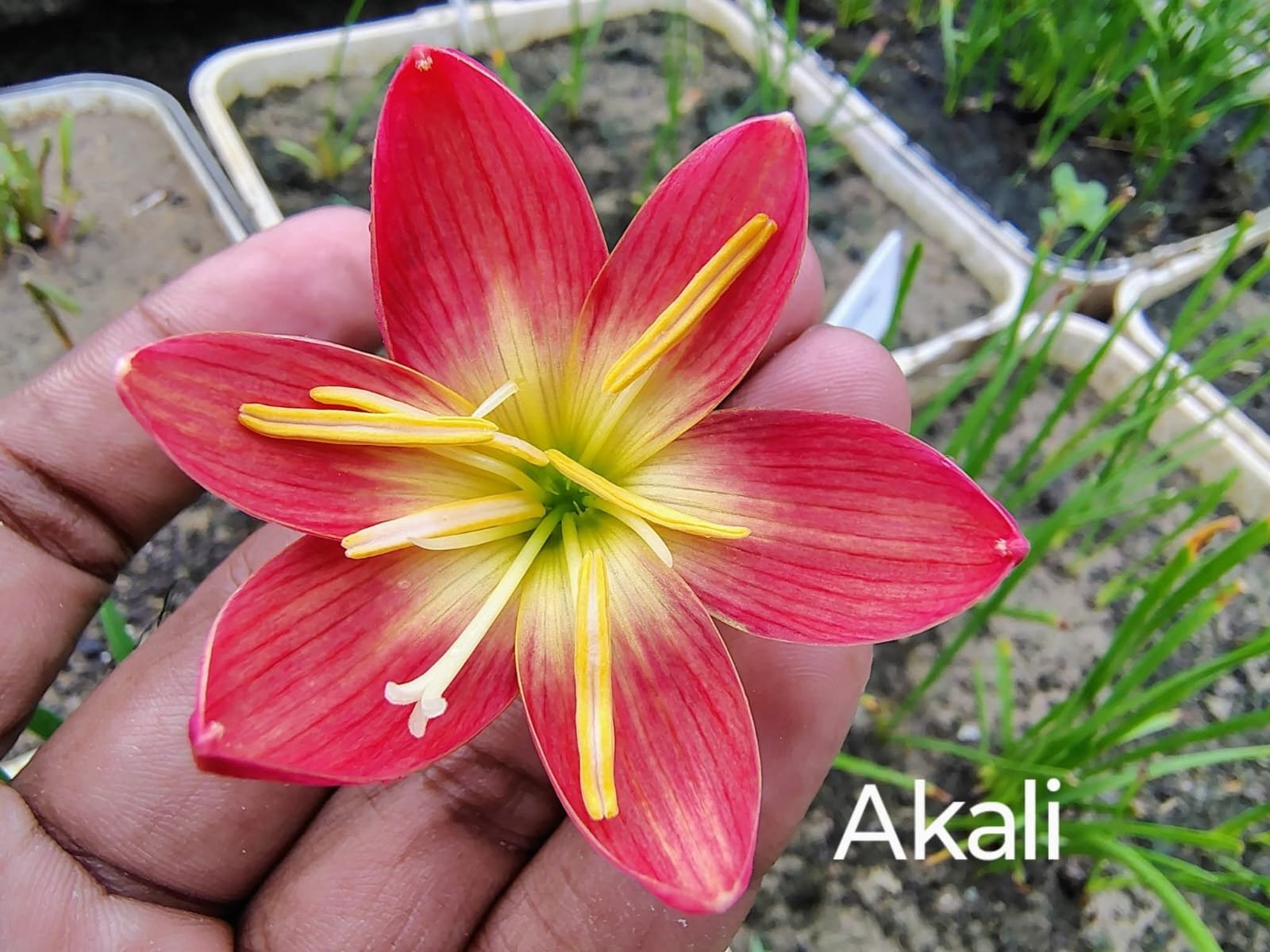 Akali Hybrid Rain Lily Flower Bulb