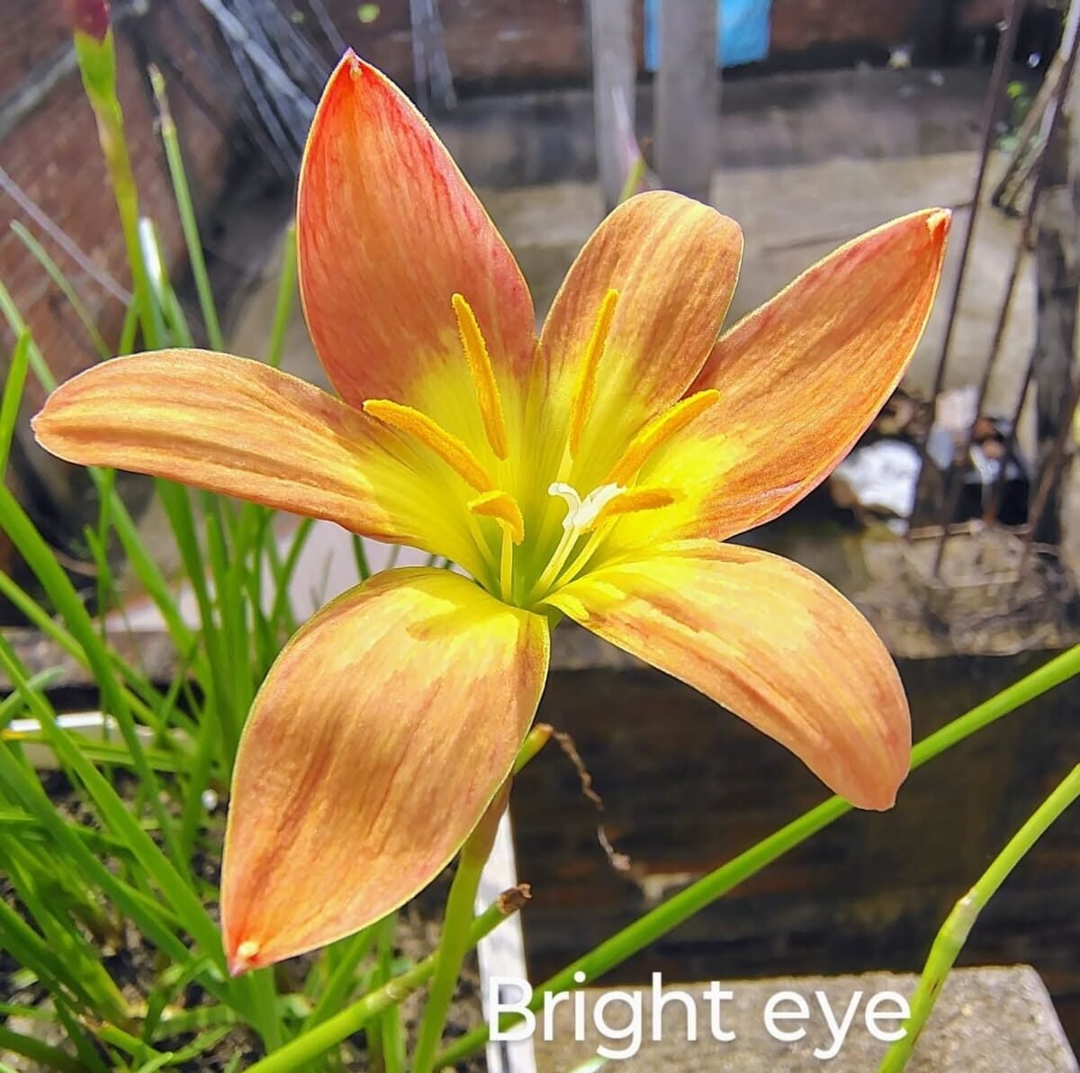 Bright Eye Hybrid Rain Lily Flower Bulb