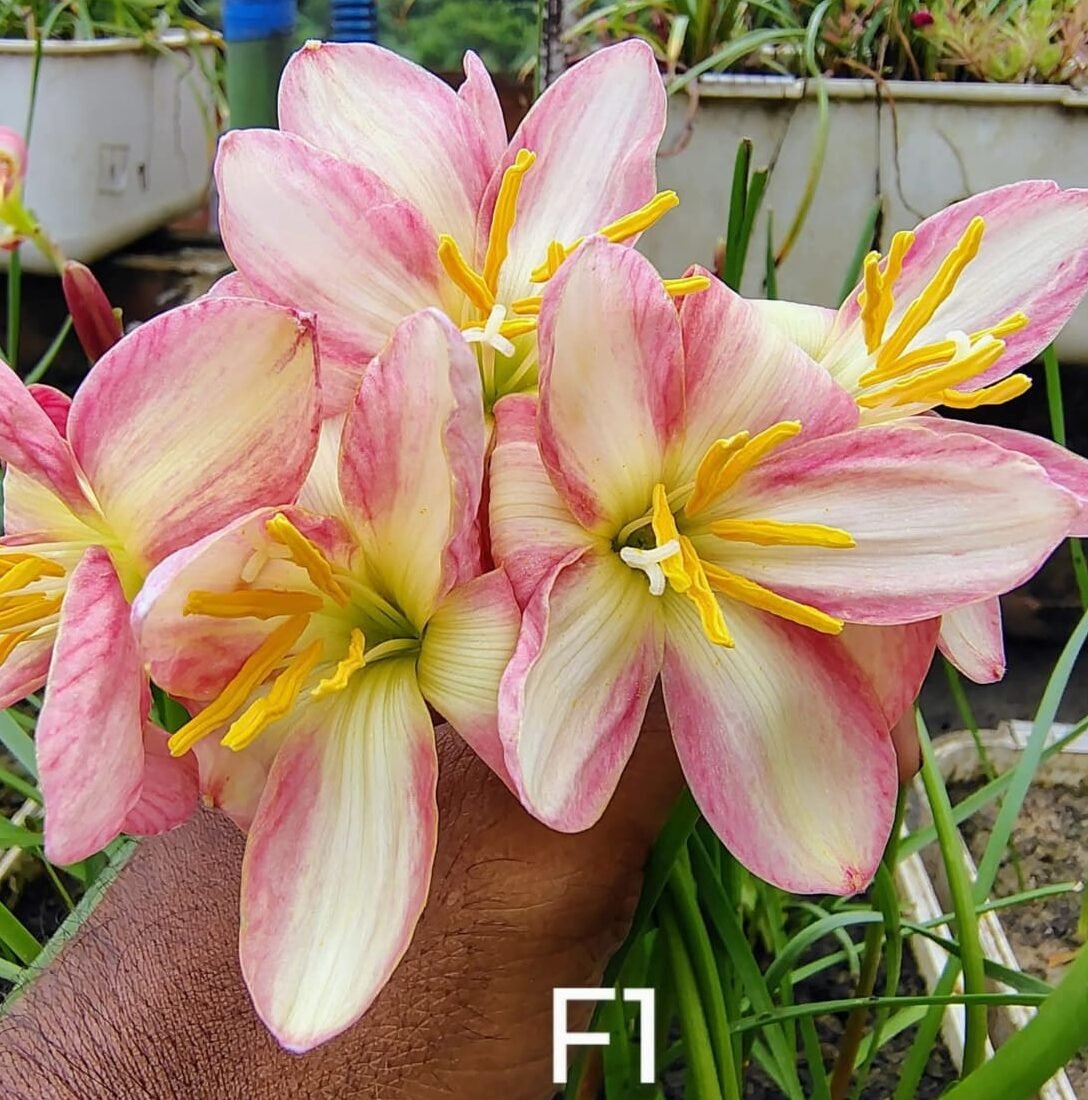 F1 Hybrid Rain Lily Flower Bulb