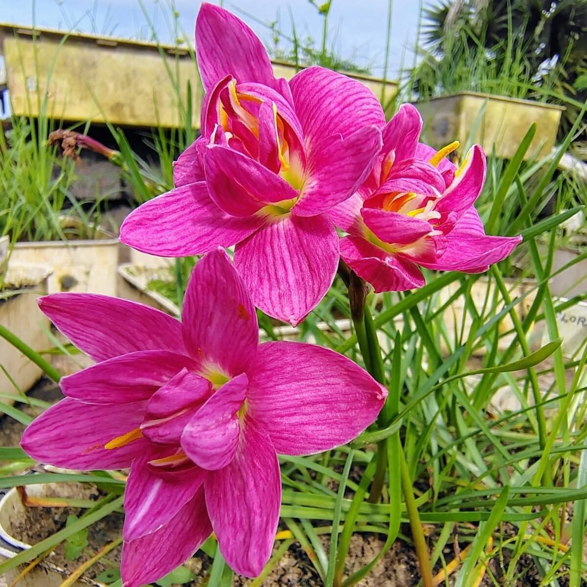 Flora Love Hybrid Rain Lily Flower Bulb