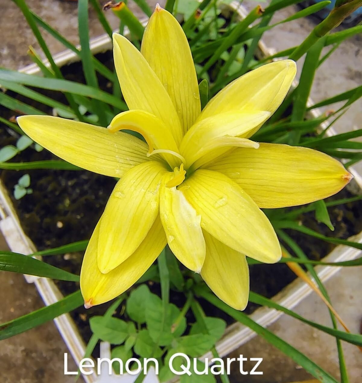 Lemon Quartz Hybrid Rain Lily Flower Bulb