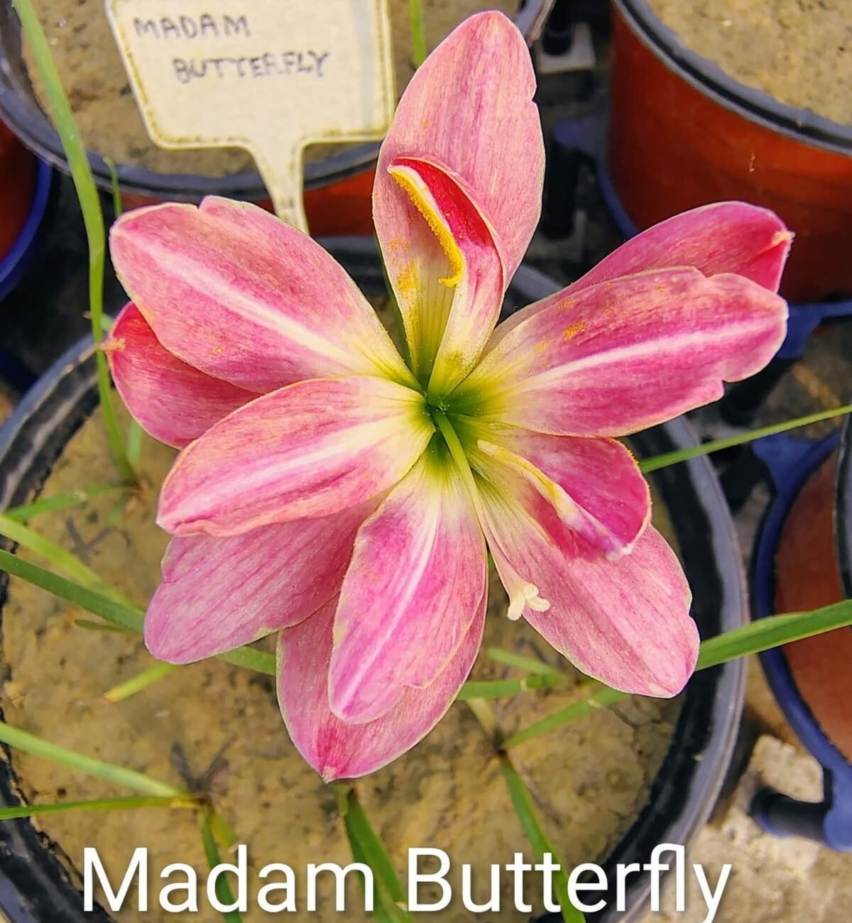 Madam Butterfly Hybrid Rain Lily Flower Bulb