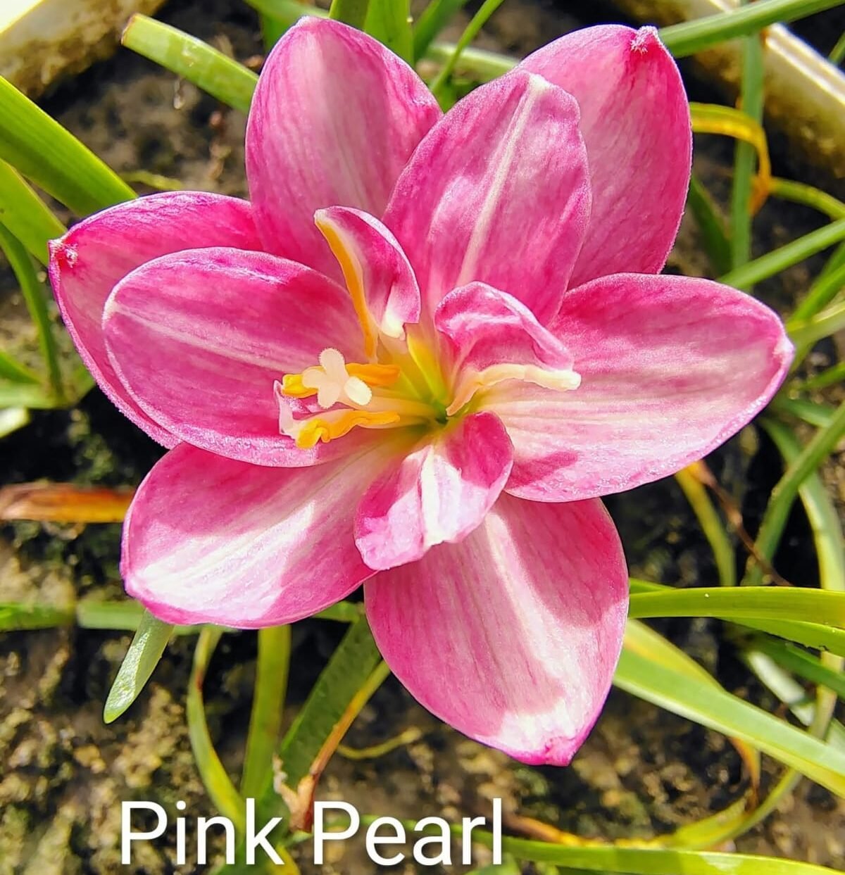 Pink Pearl Hybrid Rain Lily Flower Bulb