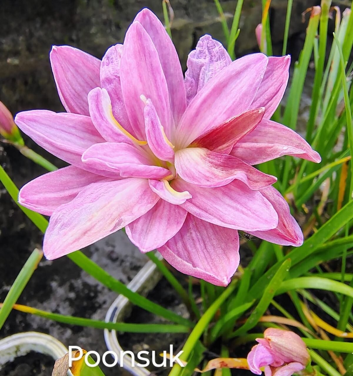 Poonsuk Hybrid Rain Lily Flower Bulb