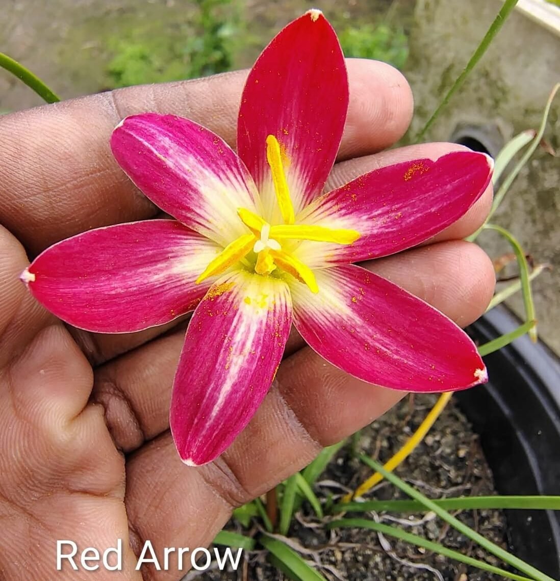 Red Arrow Hybrid Rain Lily Flower Bulb