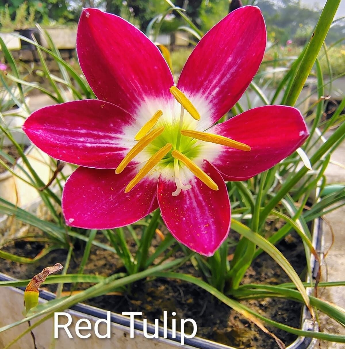 Red Tulip Hybrid Rain Lily Flower Bulb