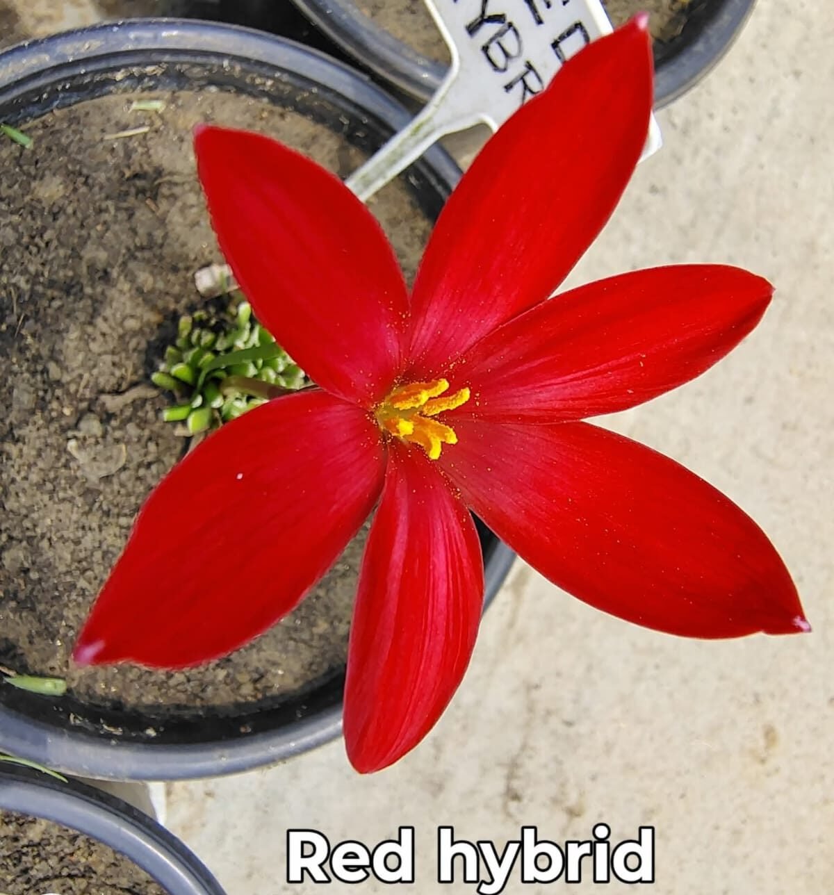 Red Hybrid Imported Rain Lily Flower Bulb