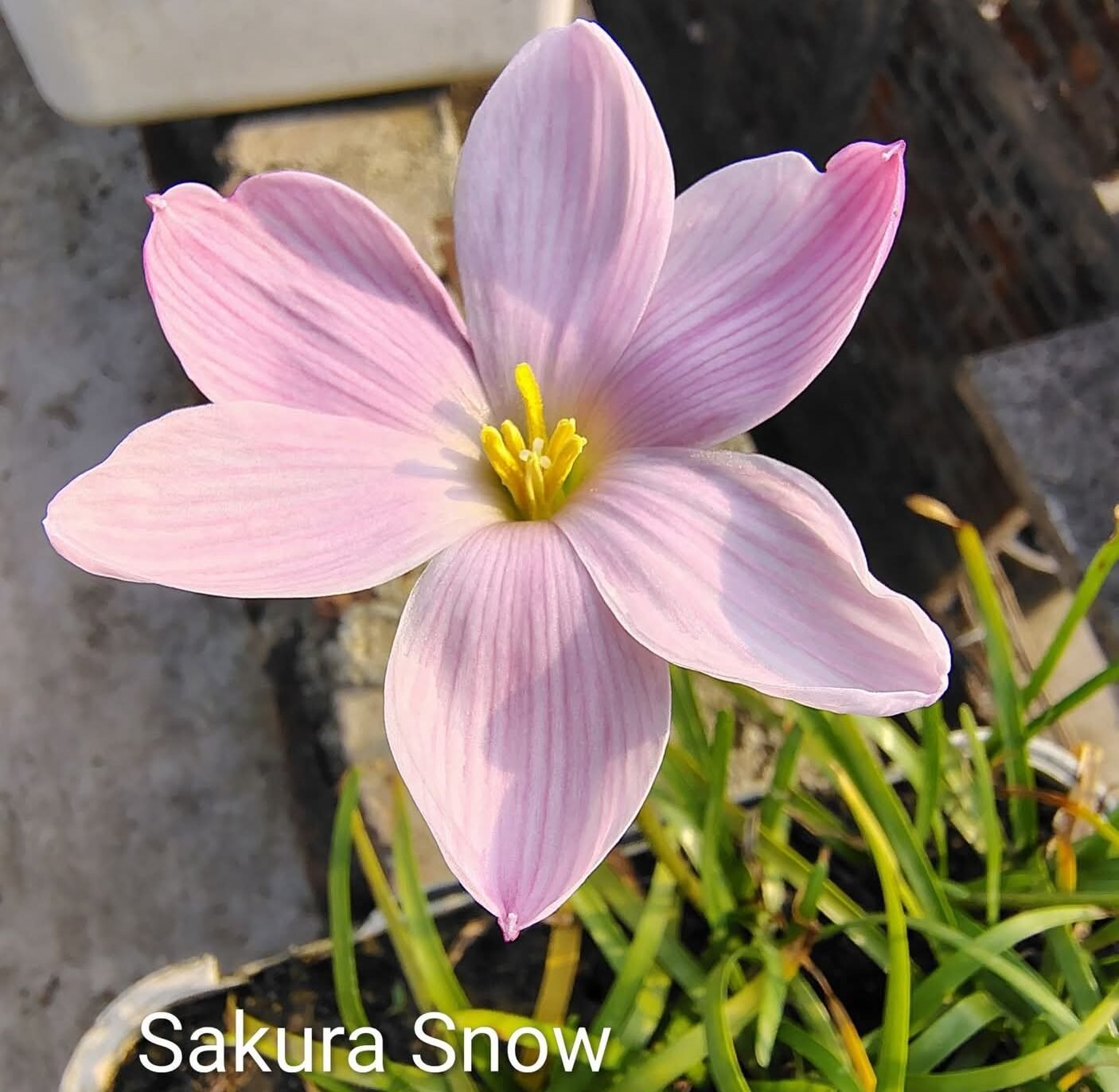 Sakura Snow Hybrid Rain Lily Flower Bulb