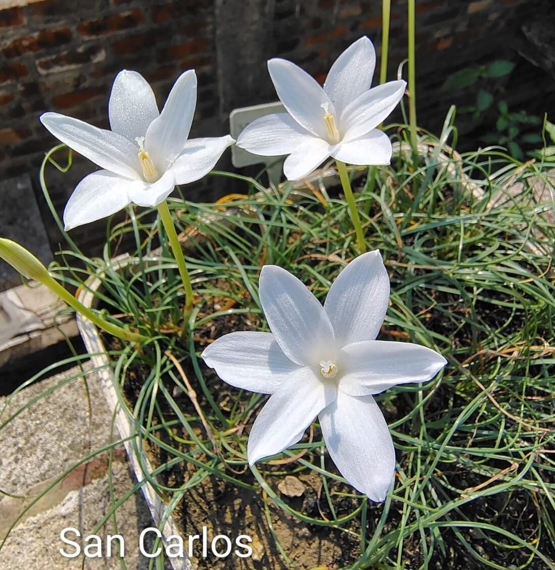 San Carlos Hybrid Rain Lily Flower Bulb