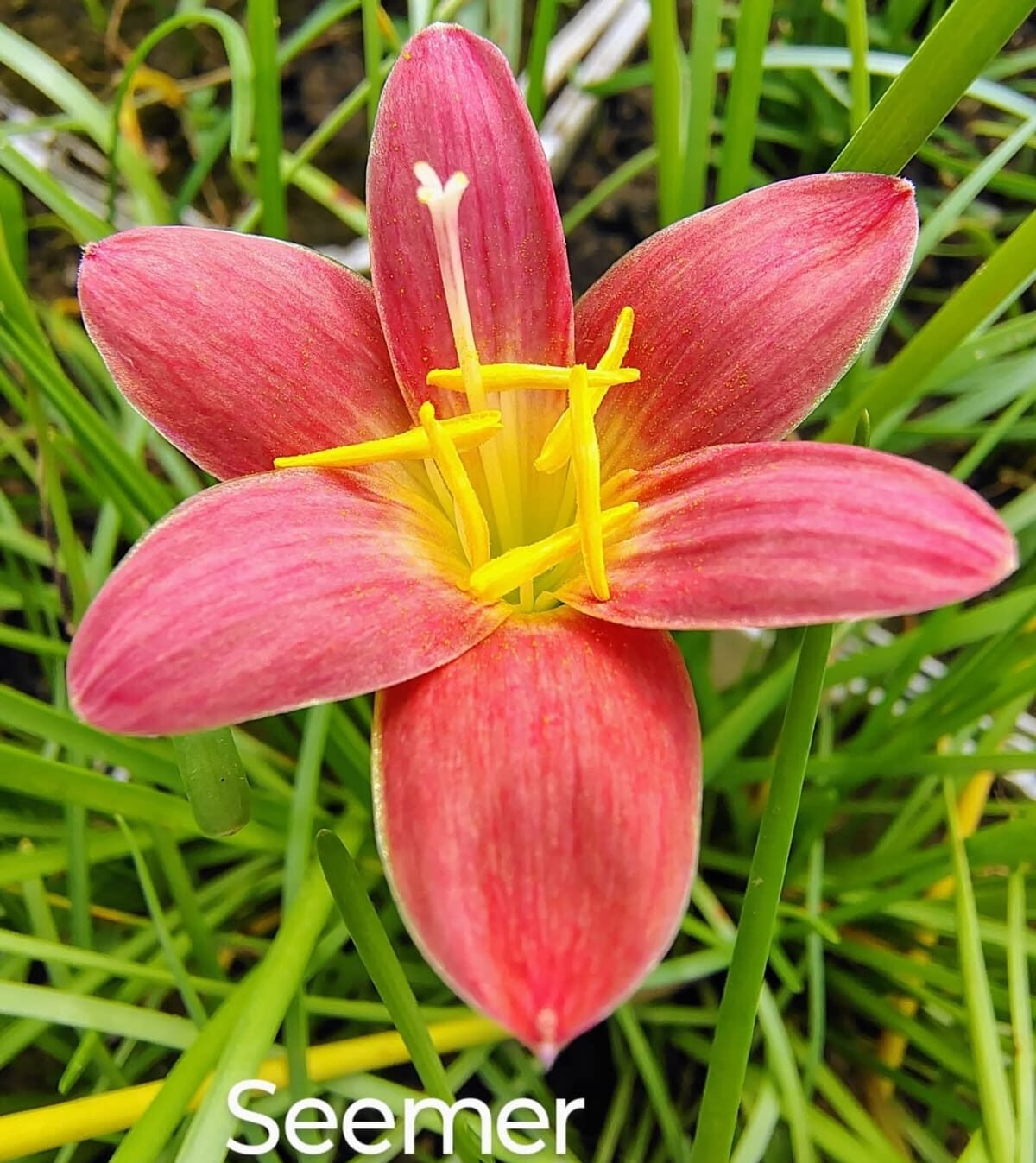 Seemer Hybrid Rain Lily Flower Bulb