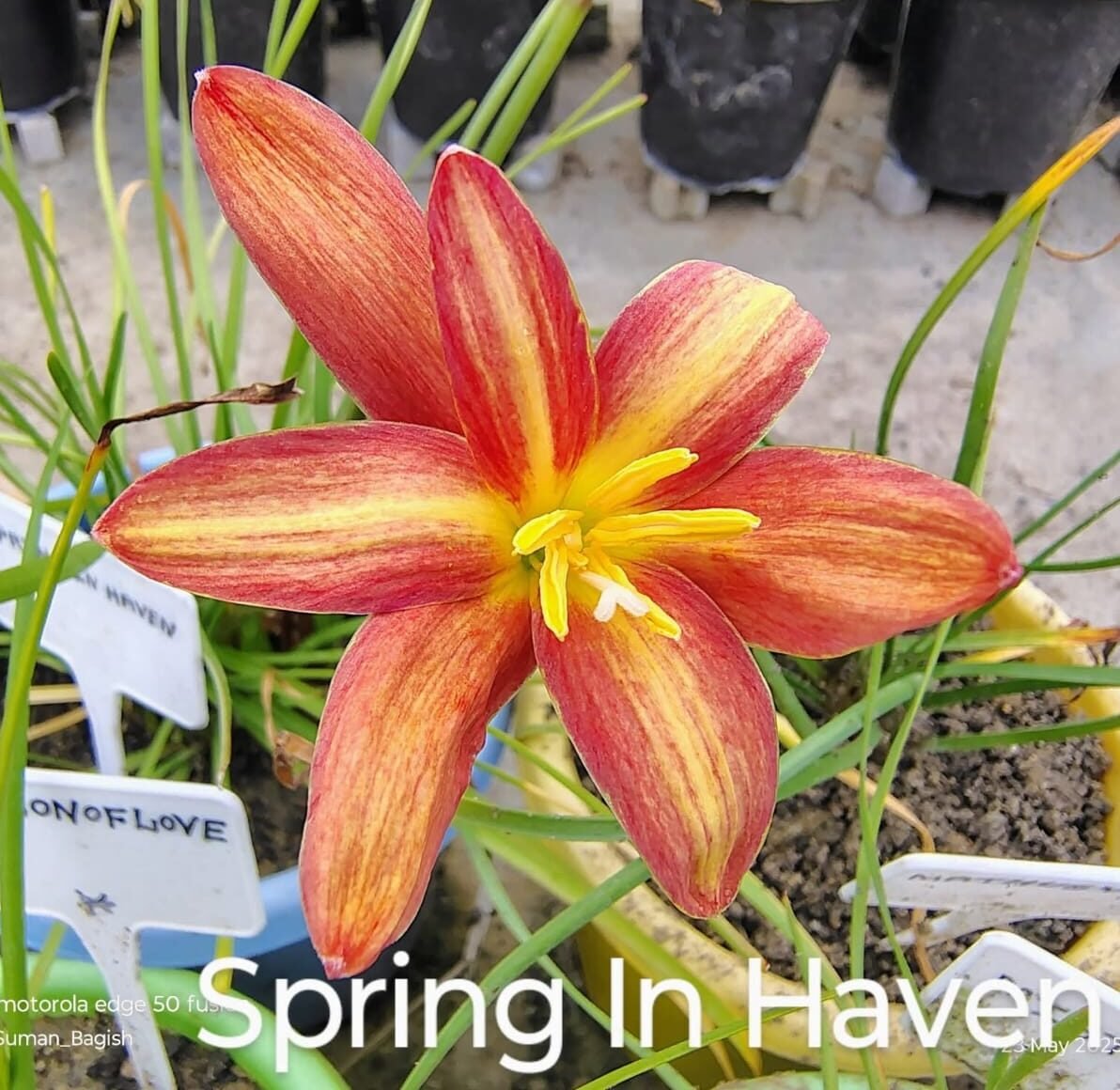 Spring In Heaven Hybrid Rain Lily Flower Bulb
