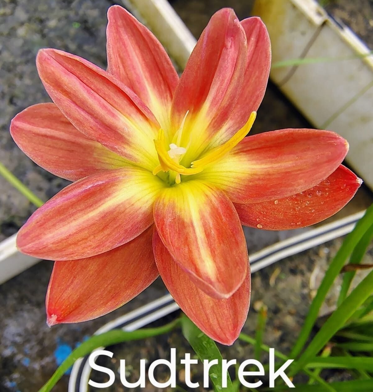 Sudteerak Hybrid Rain Lily Flower Bulb