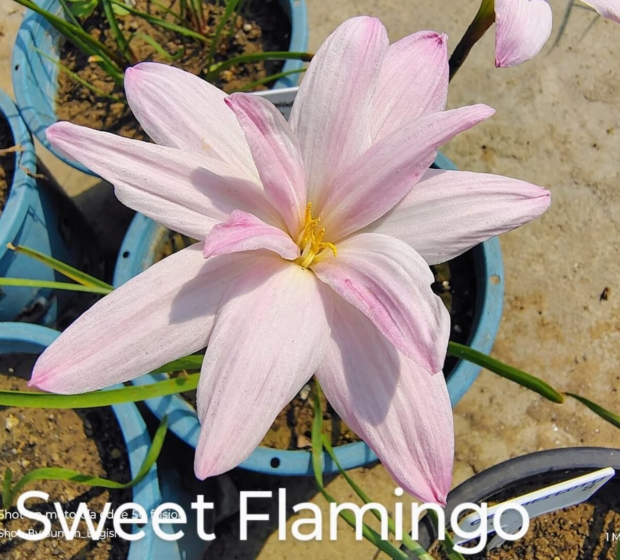 Sweet Flamingo Rain Lily Flower Bulb